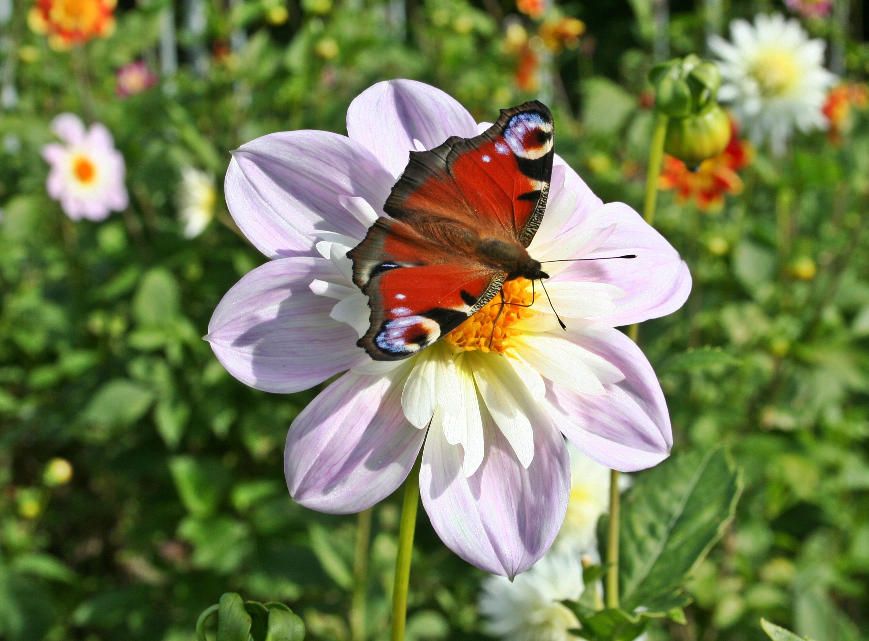 Dahlie mit Schmetterling 1