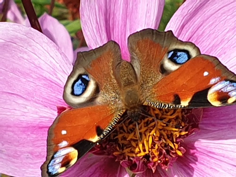 Schmetterling auf Dahlie